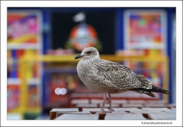 20170809182135_IMG_0476