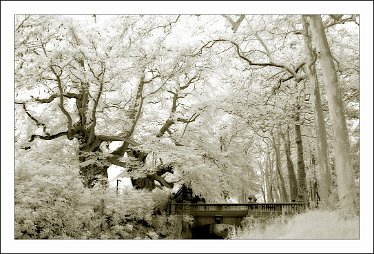 IMG_1026_Schouwbroek_Lovendegem