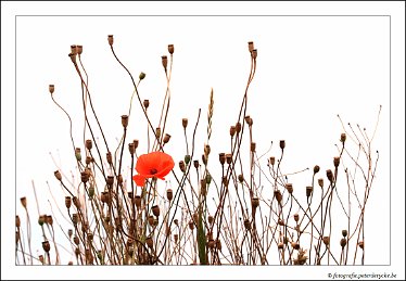 20170805131857_IMG_0142