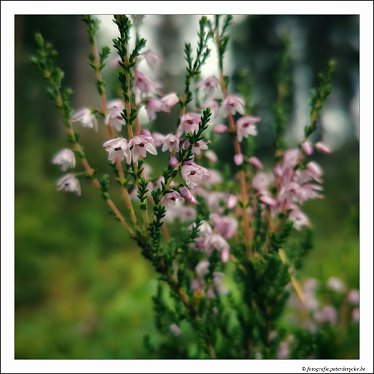 2020-08-02 17.02.46-01