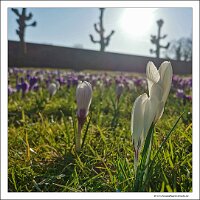 IMG_20250308_091209