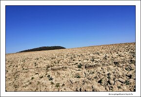 IMG_20250308_130350